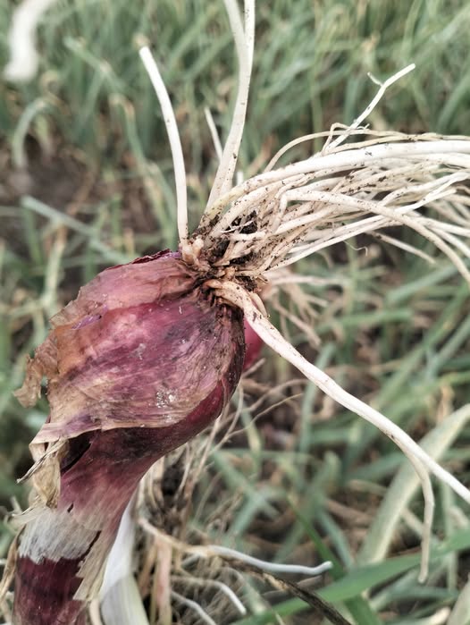 هل يوجد اصابه وما هو علاجها